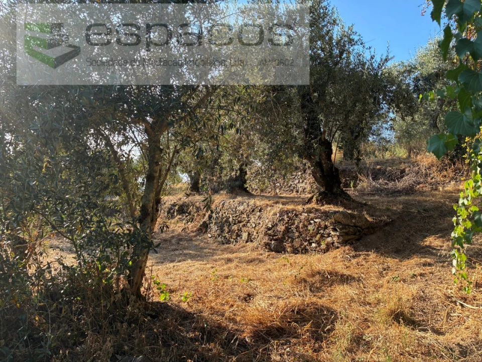 Terreno para Venda em Lavacolhos Foto 10