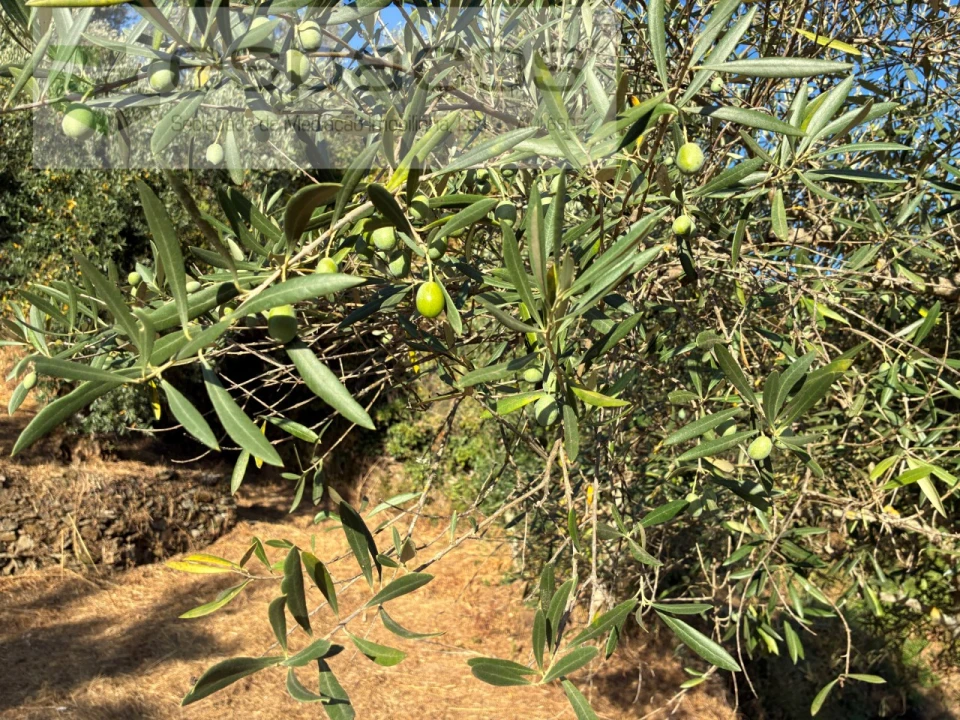 Terreno para Venda em Lavacolhos Foto 12