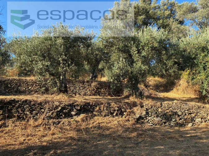 Terreno para Venda em Lavacolhos Foto 11