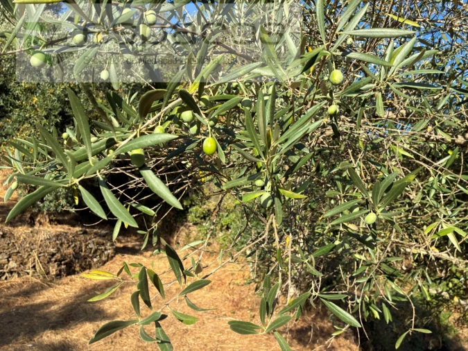Terreno para Venda em Lavacolhos Foto 12