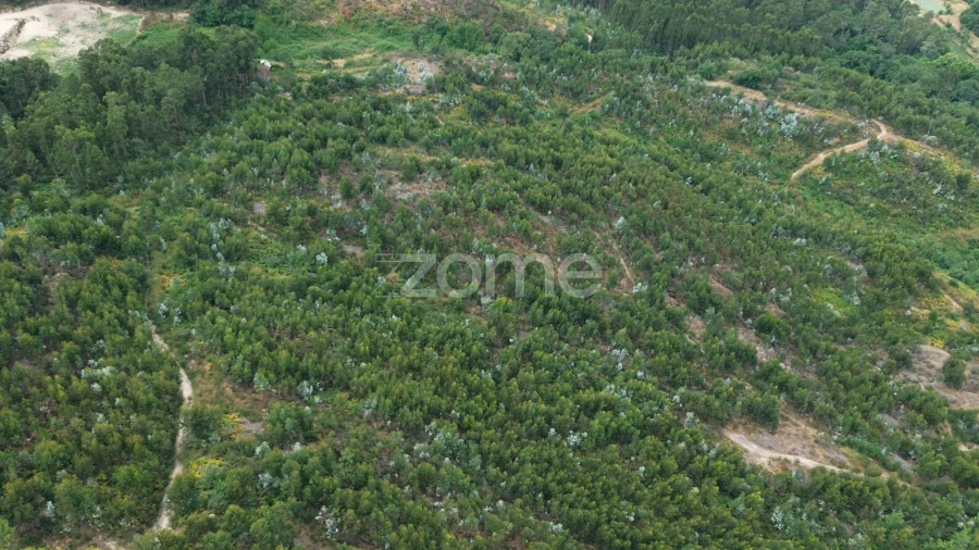 Terreno para Venda em Banho e Carvalhosa
