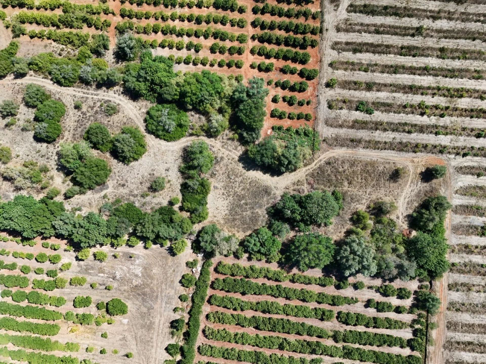 Terreno para Venda em Silves Foto 11