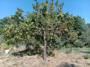 Terreno para Venda em Souto da Casa