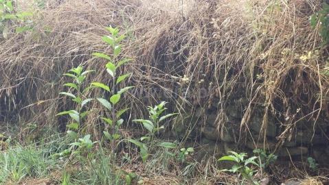Terreno para Venda em Souto da Casa