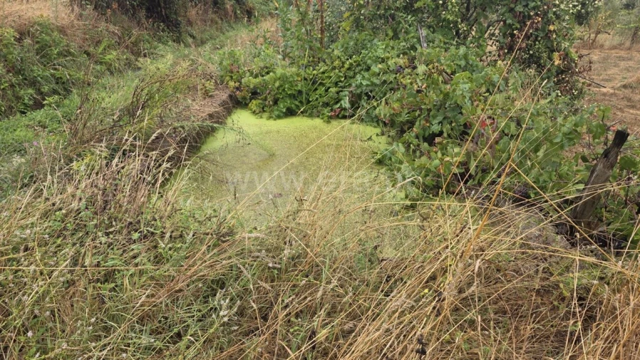 Terreno para Venda em Souto da Casa Foto 6