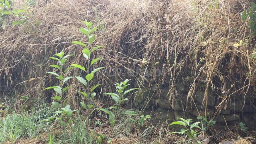 Terreno para Venda em Souto da Casa Foto 15