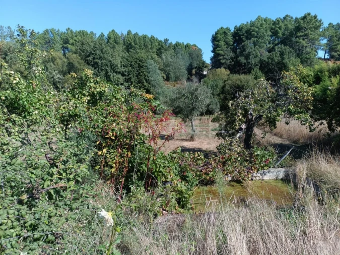 Terreno para Venda em Souto da Casa Foto 20