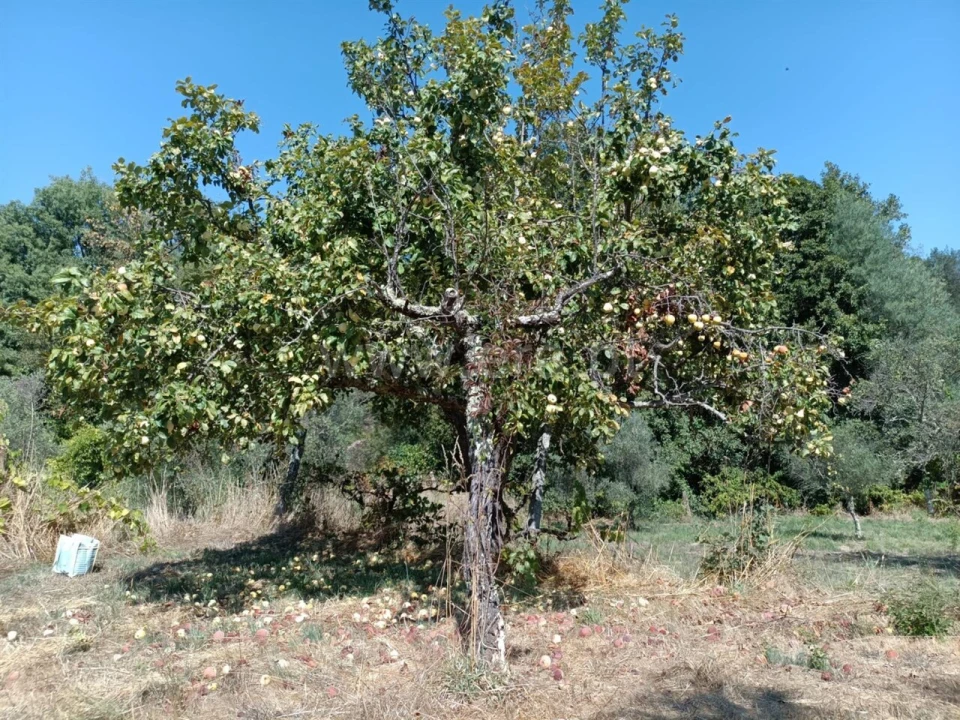 Terreno para Venda em Souto da Casa Foto 5