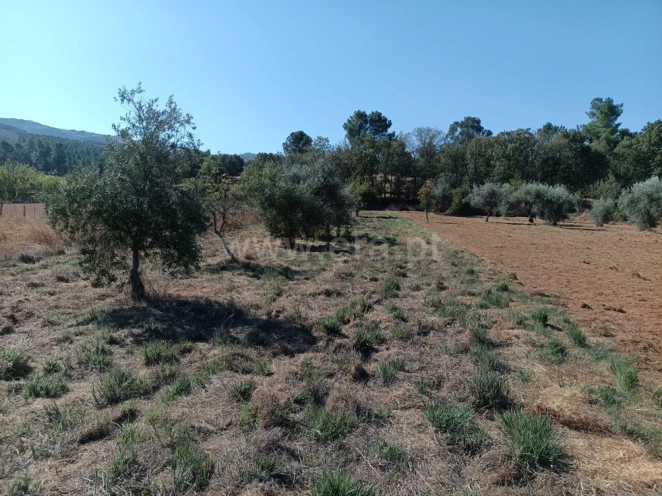 Terreno para Venda em Souto da Casa Foto 1