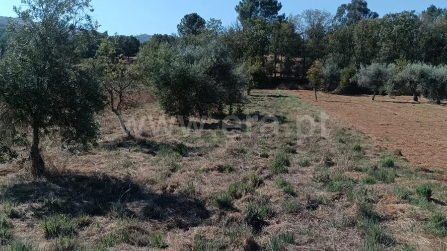 Terreno para Venda em Souto da Casa
