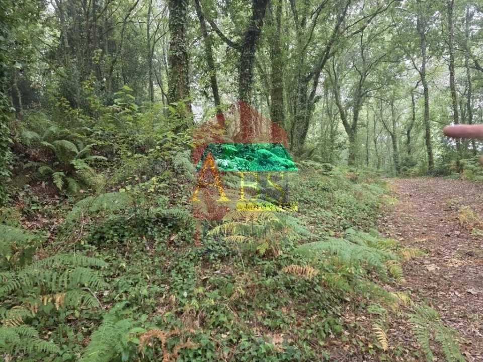 Terreno para Venda em Pico Foto 22