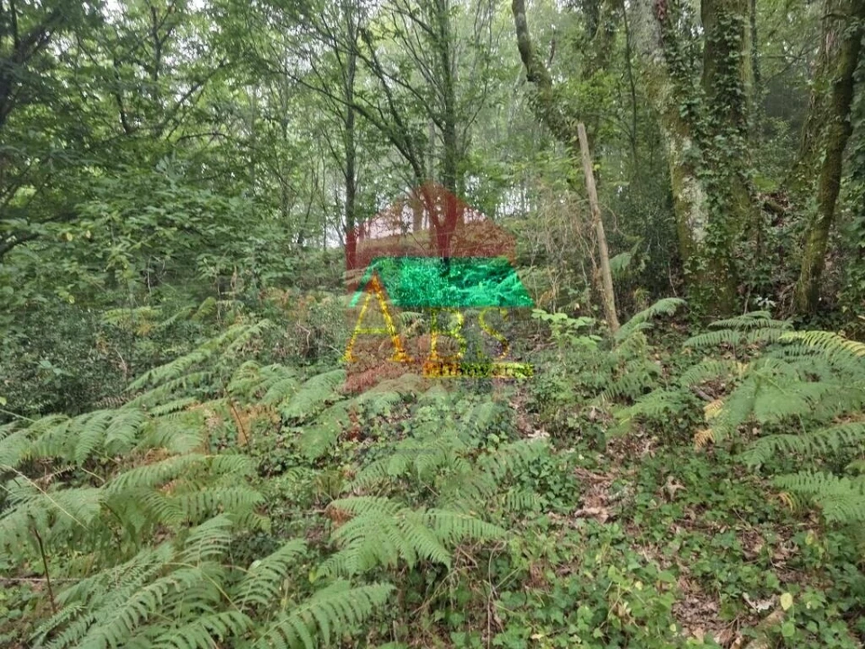 Terreno para Venda em Pico Foto 18