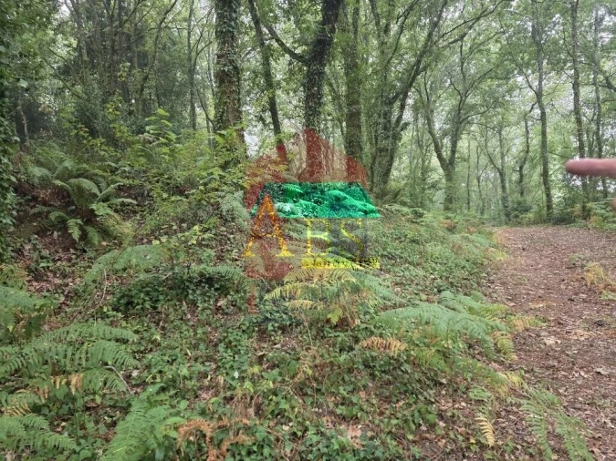 Terreno para Venda em Pico Foto 22