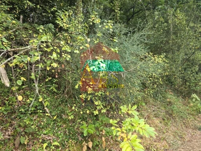 Terreno para Venda em Pico Foto 33