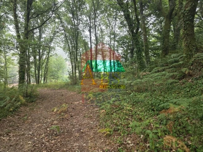 Terreno para Venda em Pico Foto 19