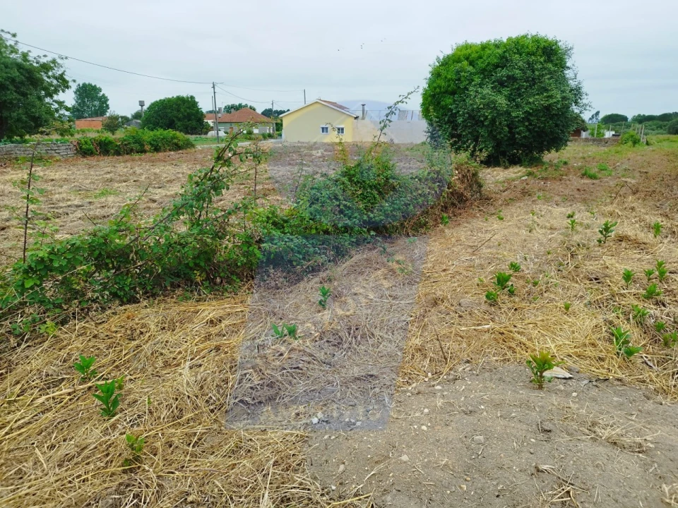 Terreno para Venda em Bustos, Troviscal e Mamarrosa Foto 4