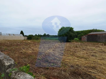 Terreno para Venda em Bustos, Troviscal e Mamarrosa