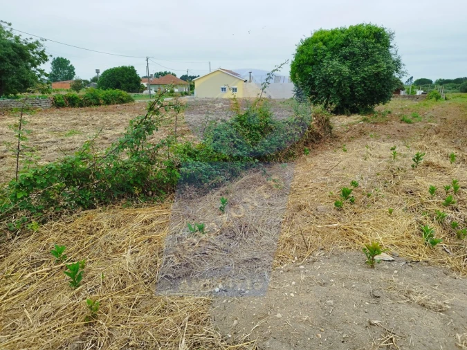 Terreno para Venda em Bustos, Troviscal e Mamarrosa Foto 4