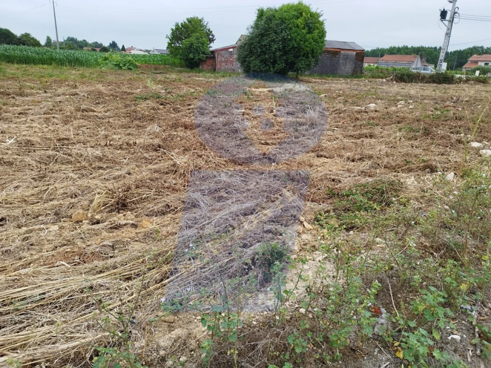 Terreno para Venda em Bustos, Troviscal e Mamarrosa Foto 2