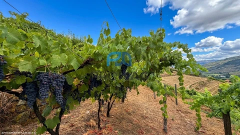 Terreno para Venda em Santa Marinha do Zezere