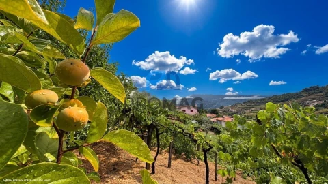 Terreno para Venda em Santa Marinha do Zezere