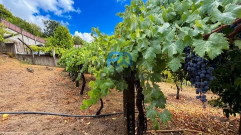 Terreno para Venda em Santa Marinha do Zezere