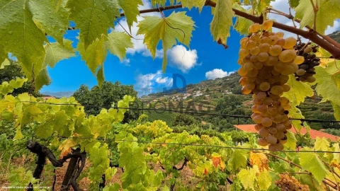 Terreno para Venda em Santa Marinha do Zezere
