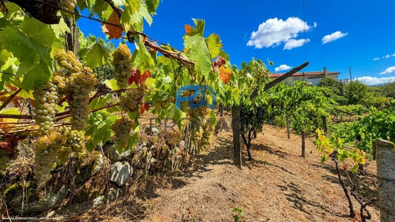 Terreno para Venda em Santa Marinha do Zezere Foto 37