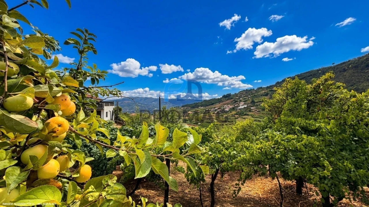 Terreno para Venda em Santa Marinha do Zezere Foto 31