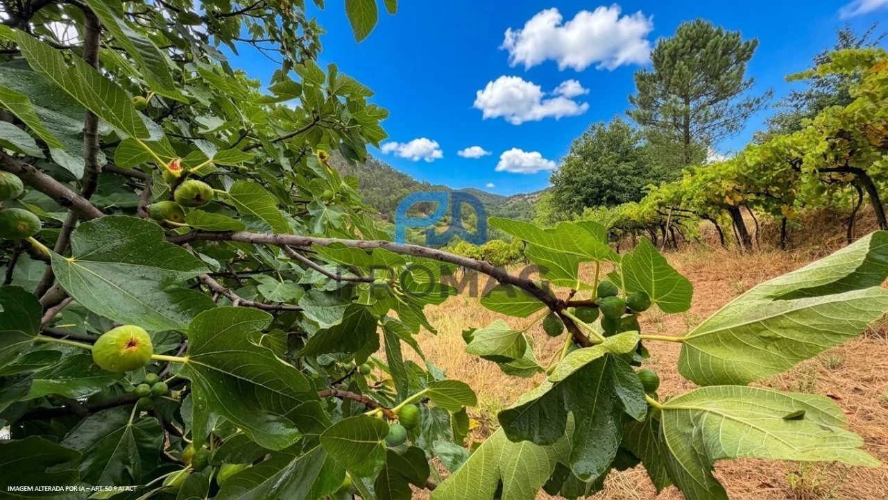 Terreno para Venda em Santa Marinha do Zezere Foto 32