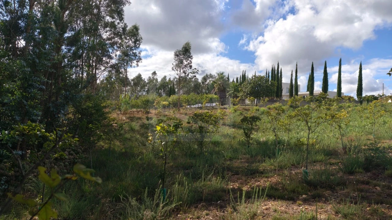 Terreno para Venda em Pinheiro da Bemposta, Travanca e Palmaz Foto 2