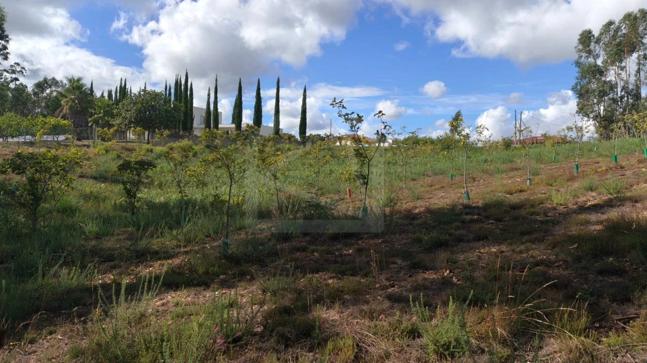 Terreno para Venda em Pinheiro da Bemposta, Travanca e Palmaz Foto 4