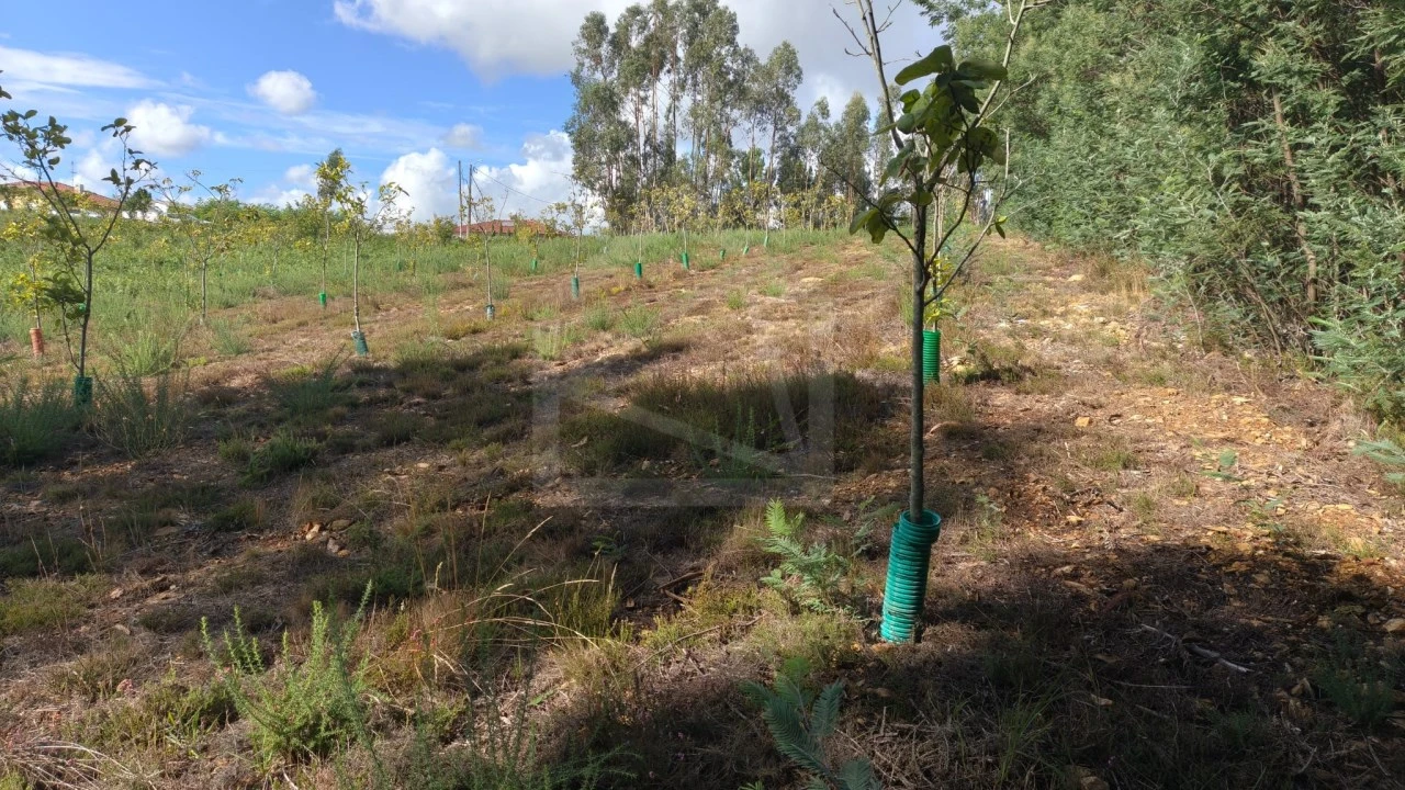 Terreno para Venda em Pinheiro da Bemposta, Travanca e Palmaz Foto 5