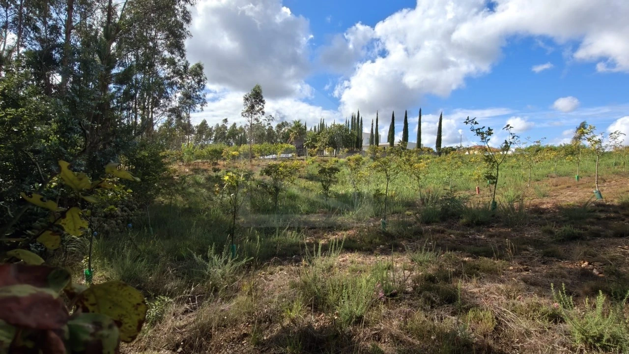 Terreno para Venda em Pinheiro da Bemposta, Travanca e Palmaz Foto 7