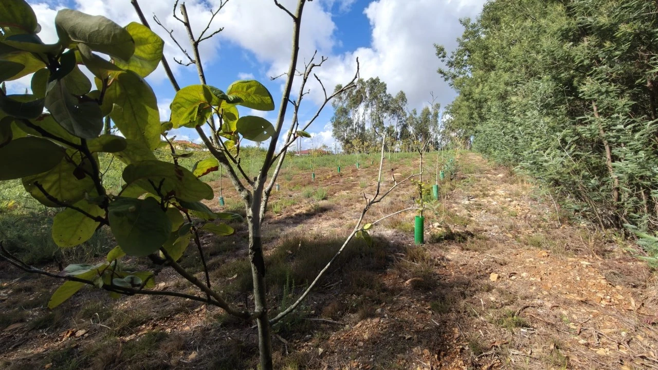 Terreno para Venda em Pinheiro da Bemposta, Travanca e Palmaz Foto 8