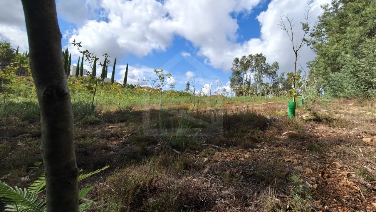Terreno para Venda em Pinheiro da Bemposta, Travanca e Palmaz Foto 11