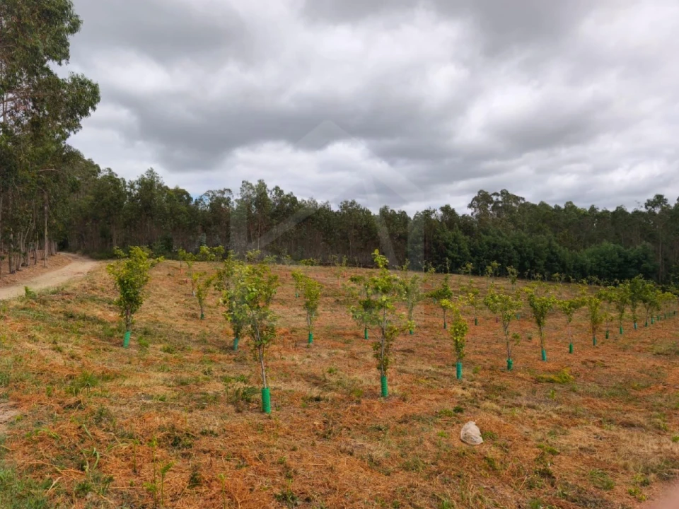 Terreno para Venda em Pinheiro da Bemposta, Travanca e Palmaz Foto 3