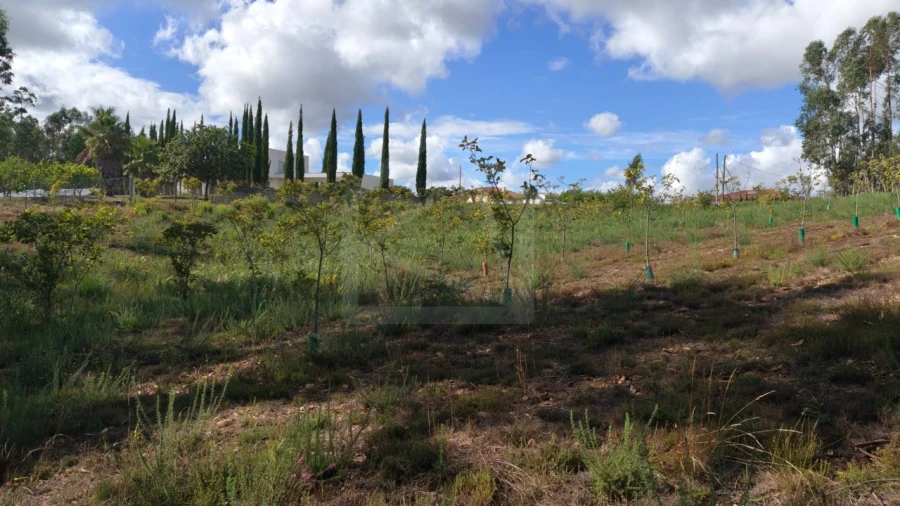 Terreno para Venda em Pinheiro da Bemposta, Travanca e Palmaz Foto 4