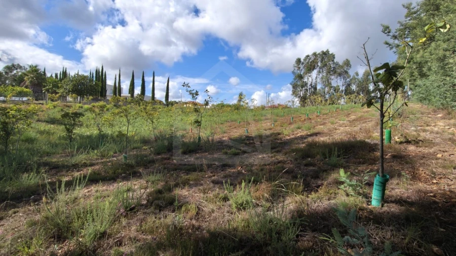 Terreno para Venda em Pinheiro da Bemposta, Travanca e Palmaz Foto 6