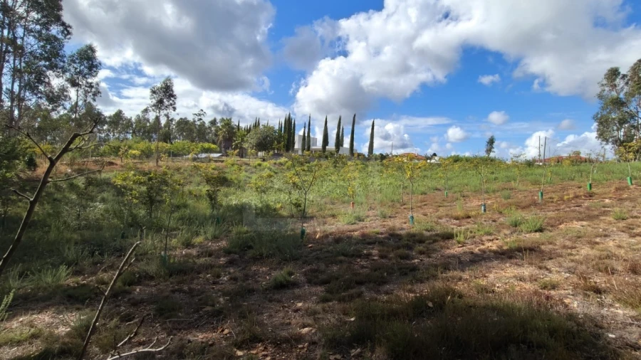 Terreno para Venda em Pinheiro da Bemposta, Travanca e Palmaz Foto 9