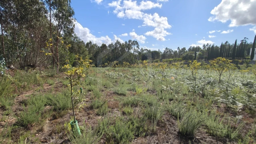 Terreno para Venda em Pinheiro da Bemposta, Travanca e Palmaz Foto 13