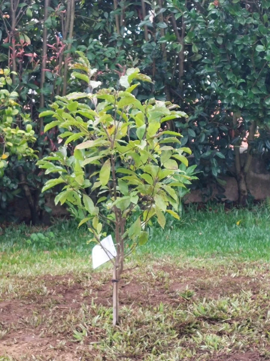 Terreno para Venda em Pinheiro da Bemposta, Travanca e Palmaz Foto 14