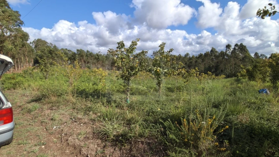Terreno para Venda em Pinheiro da Bemposta, Travanca e Palmaz Foto 17