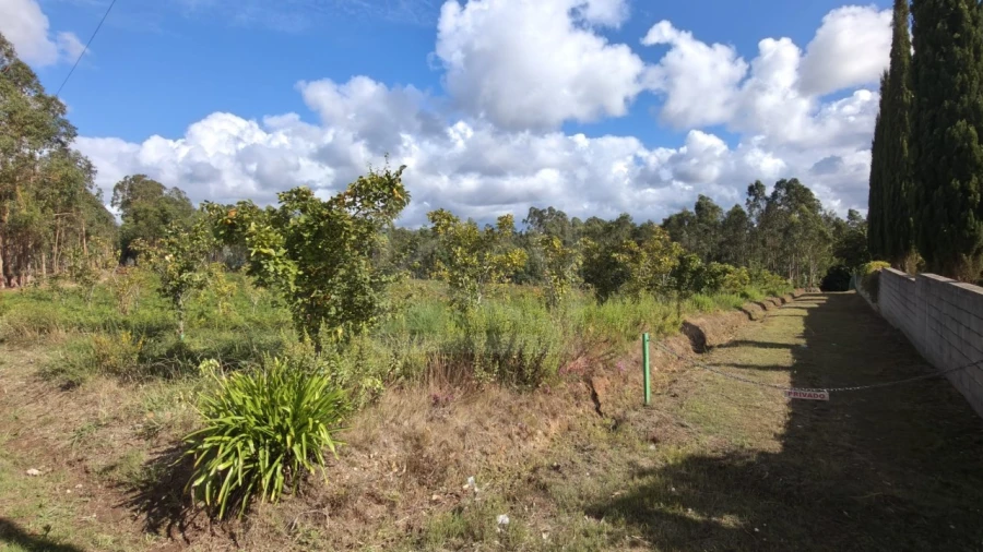 Terreno para Venda em Pinheiro da Bemposta, Travanca e Palmaz Foto 19