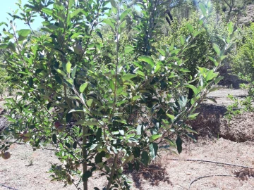 Quinta T2 para Venda em Marmelete