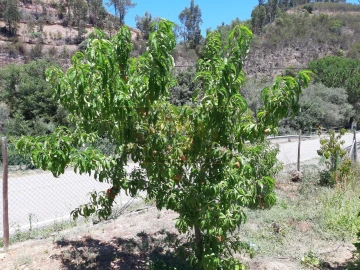 Quinta T2 para Venda em Marmelete