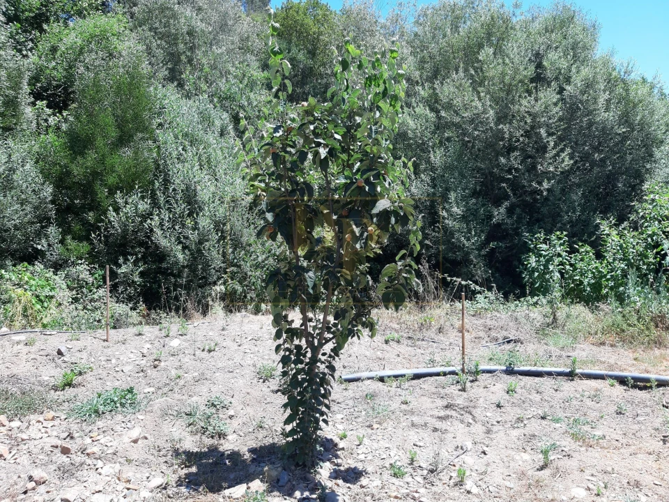 Quinta T2 para Venda em Marmelete Foto 6