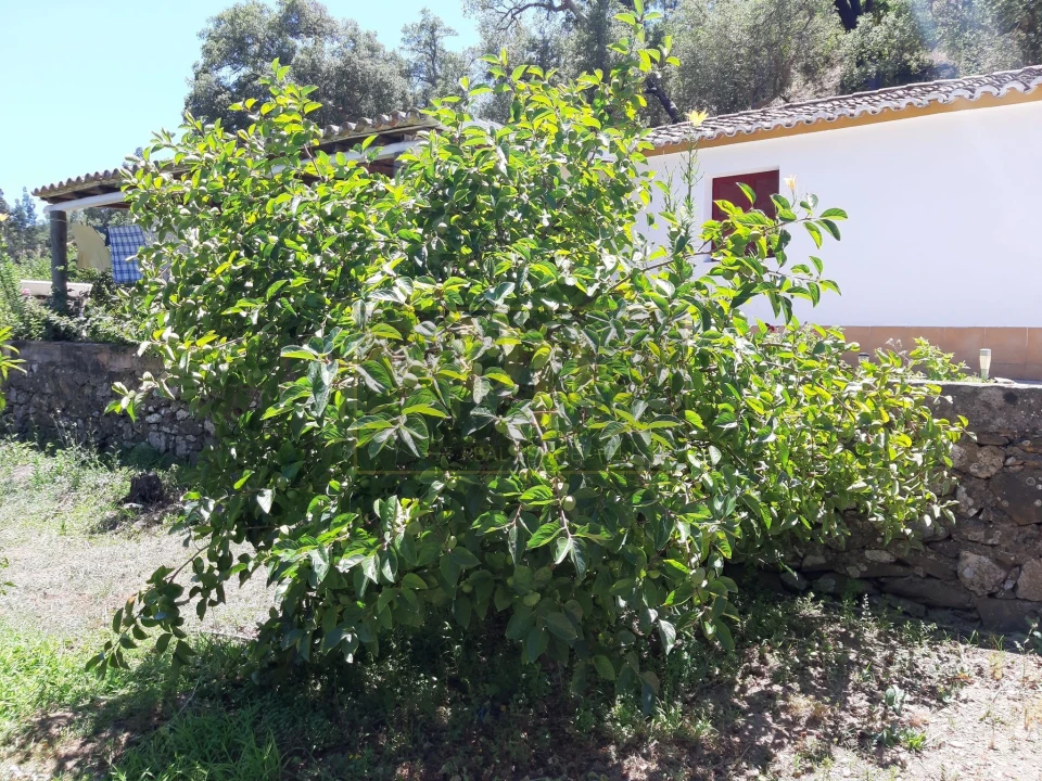 Quinta T2 para Venda em Marmelete Foto 2