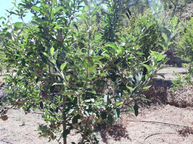 Quinta T2 para Venda em Marmelete Foto 17