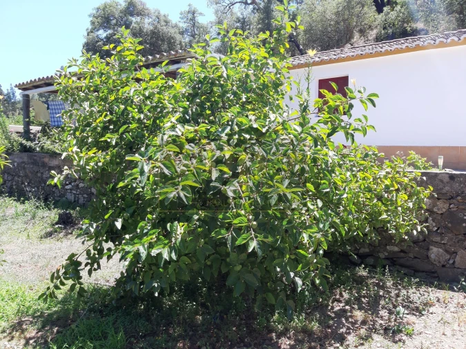 Quinta T2 para Venda em Marmelete Foto 2